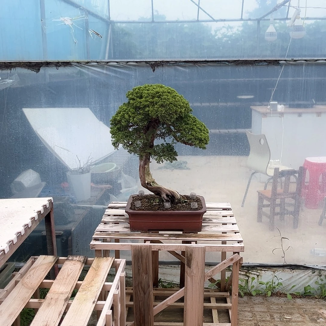 无花朵原生植物群落分布