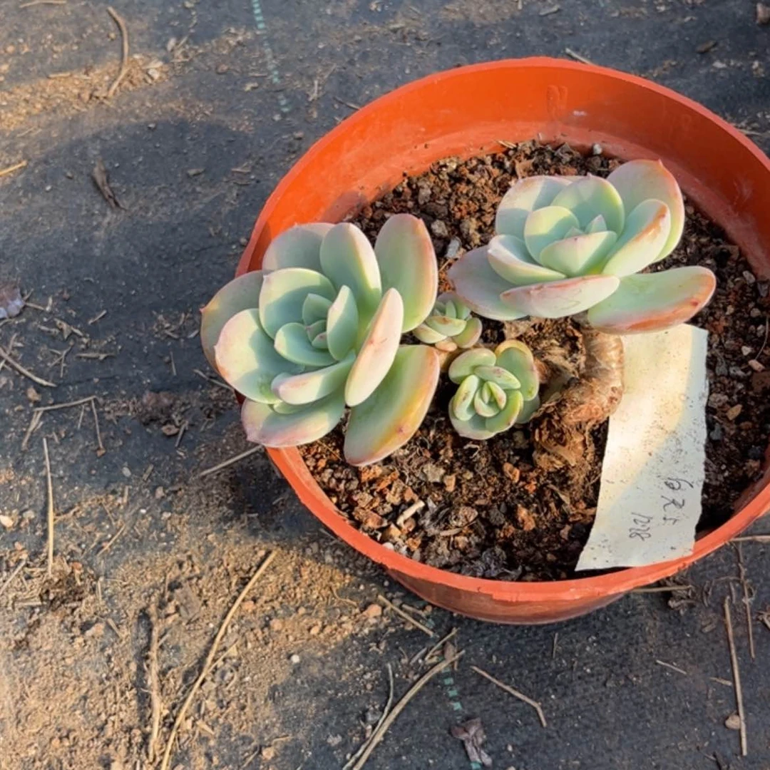 【闪购商品】无花朵白****0