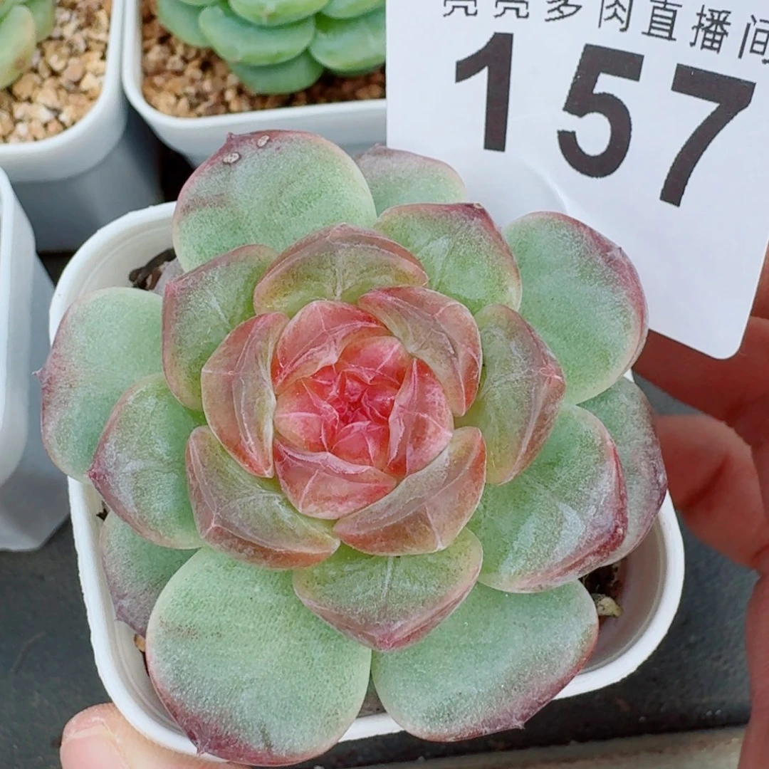追忆珍妮            精美多肉植物