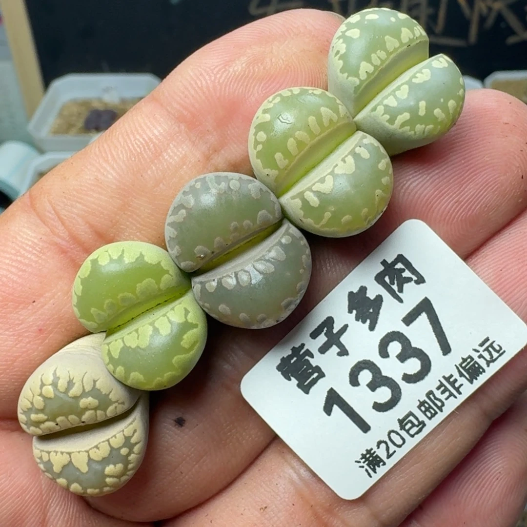 大牙   5