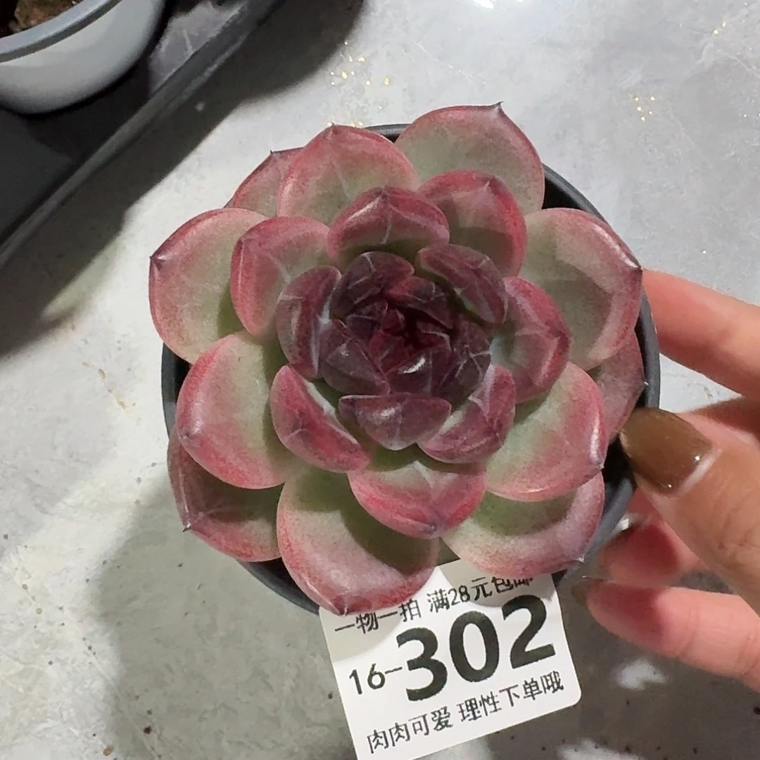 重庆森林无盆土发货无