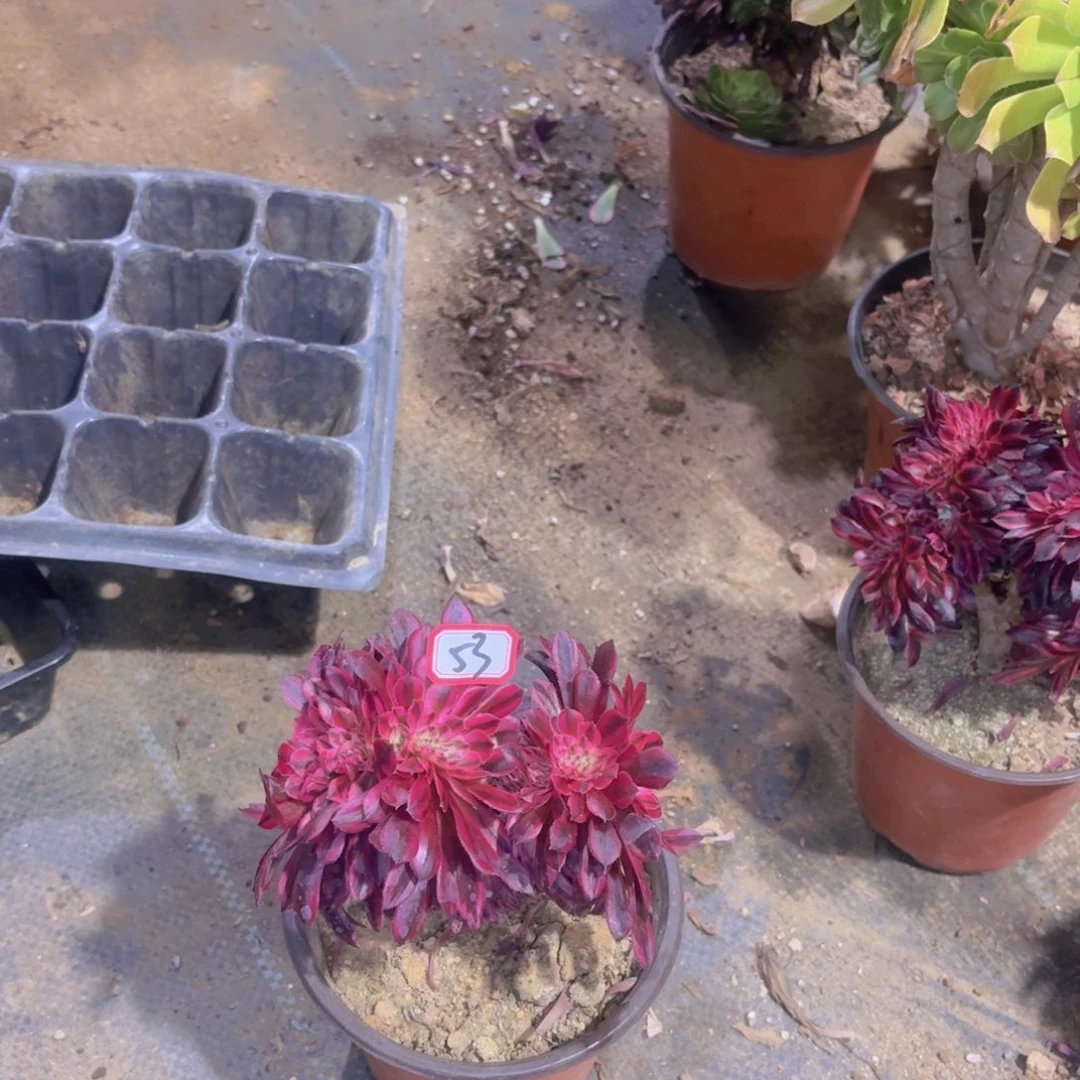 1**丶黑铜超白迷你缀53