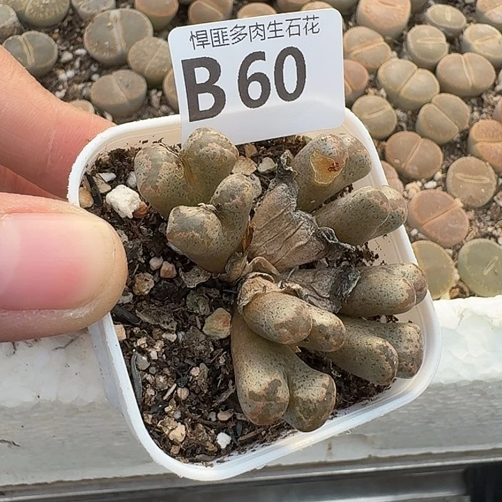 60多肉植物多肉植物