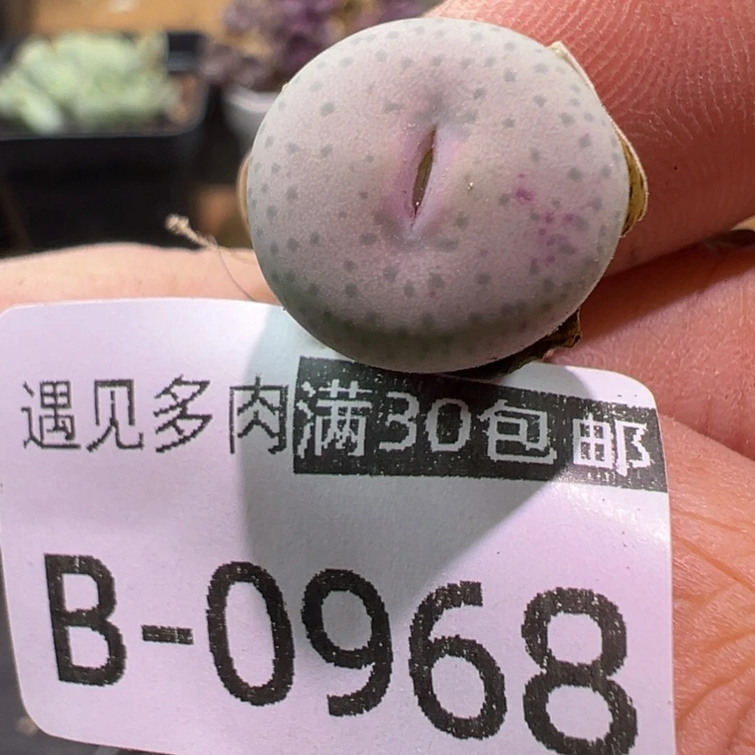多肉植物1111111111111111111
