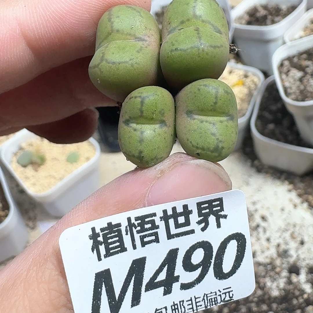 佛***怀多肉植物的润泽额分