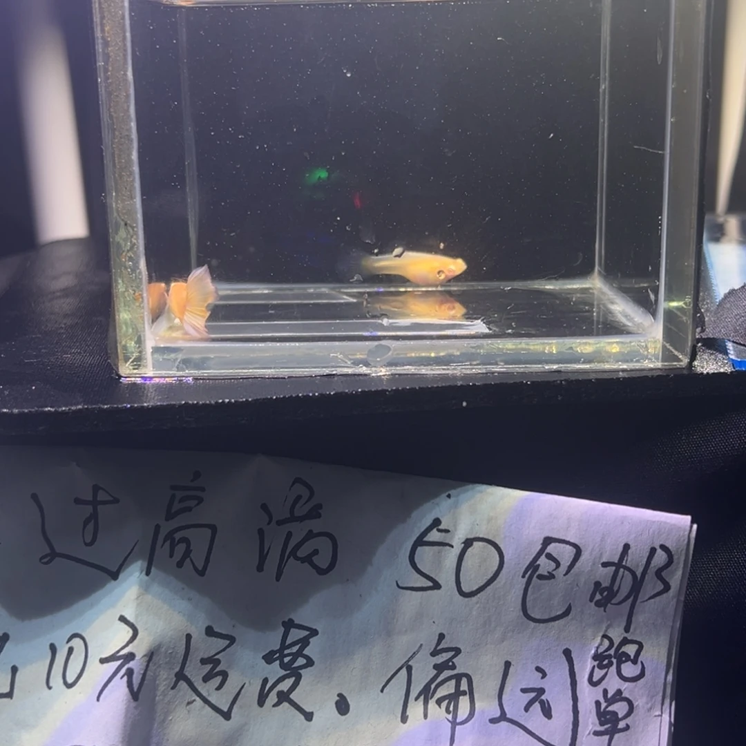 孔雀鱼极光孔雀鱼5