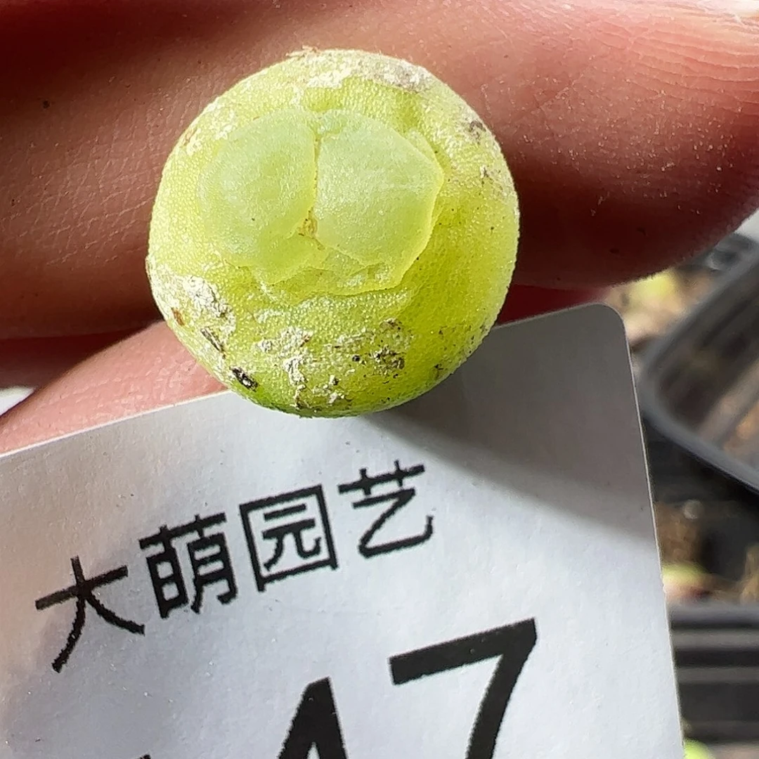 0000447 一物一拍……