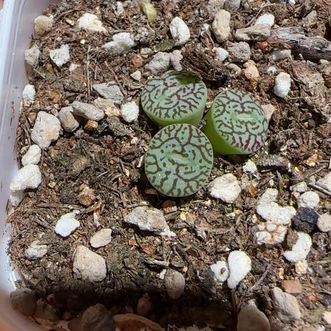 绑***咪肉锥多肉植物组合-799