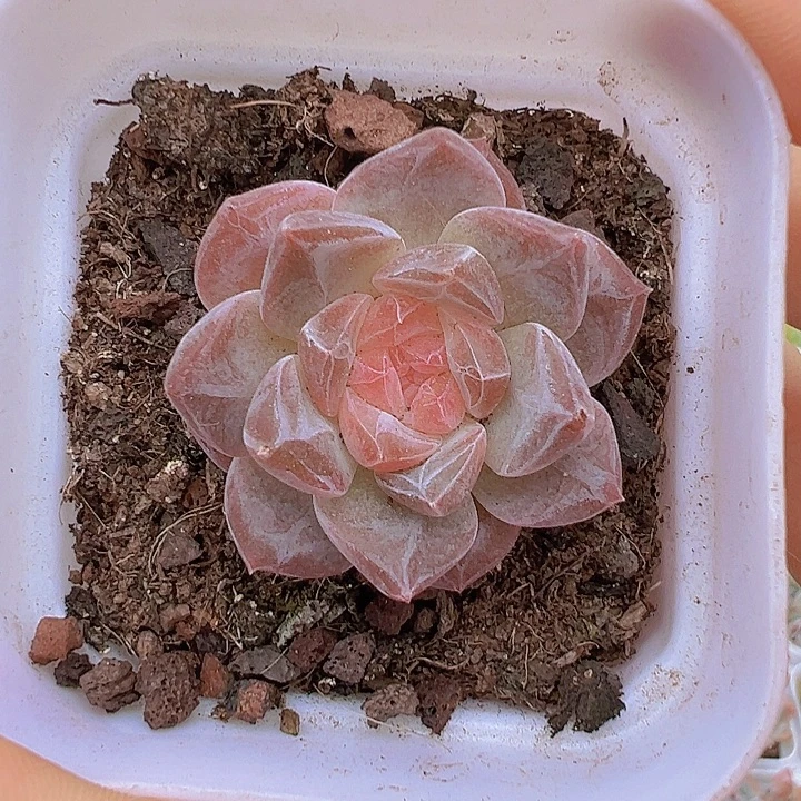 精品冰魄带盆19包邮