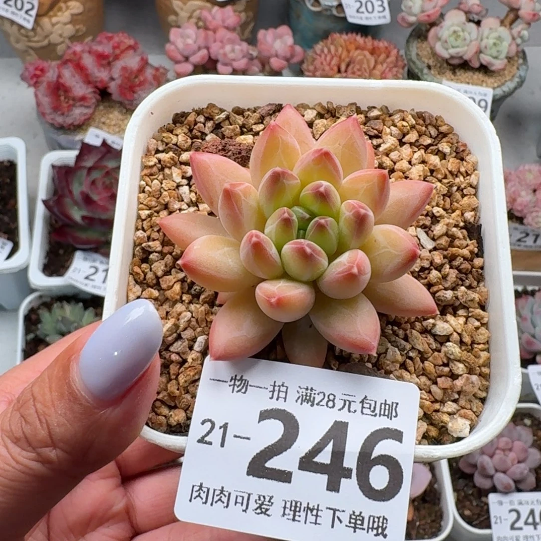 胖体青花瓷无盆土发货