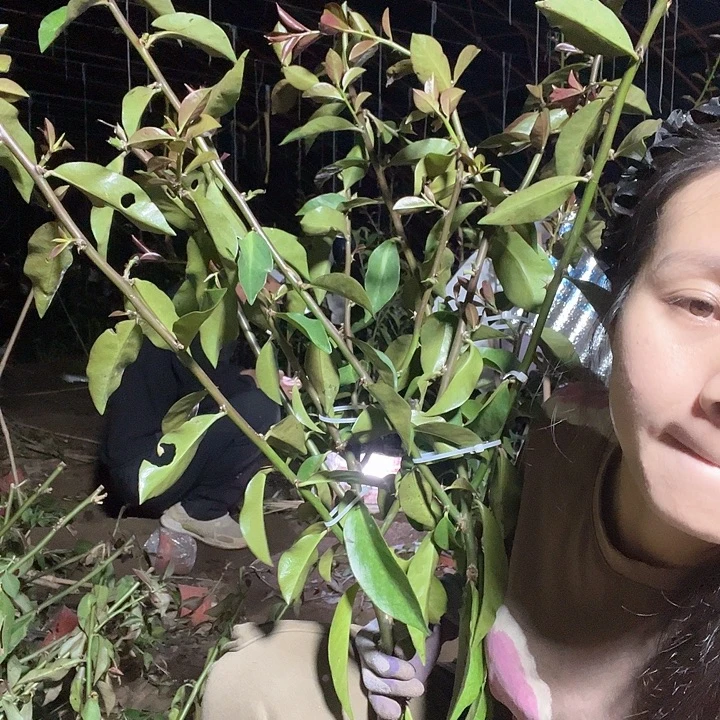 金***匙8168两颗叶仙哈哈哈