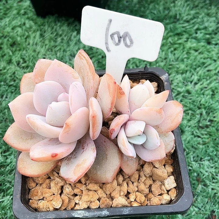 抖**音我是你的小可爱啊我的小