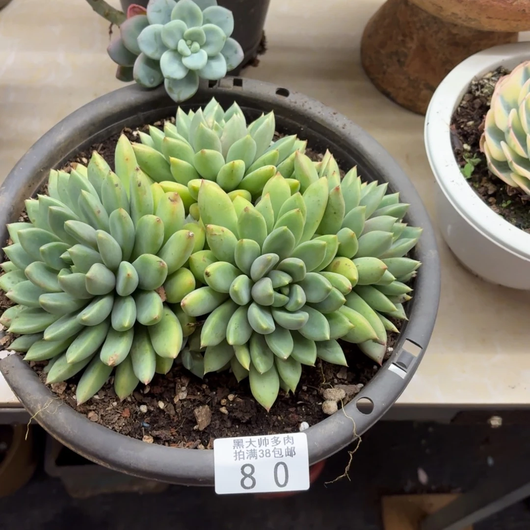 小***庄黑大帅多肉80象牙