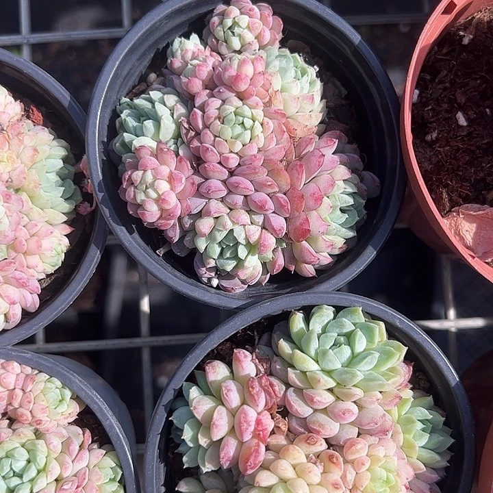 羊脂球多肉植物精品