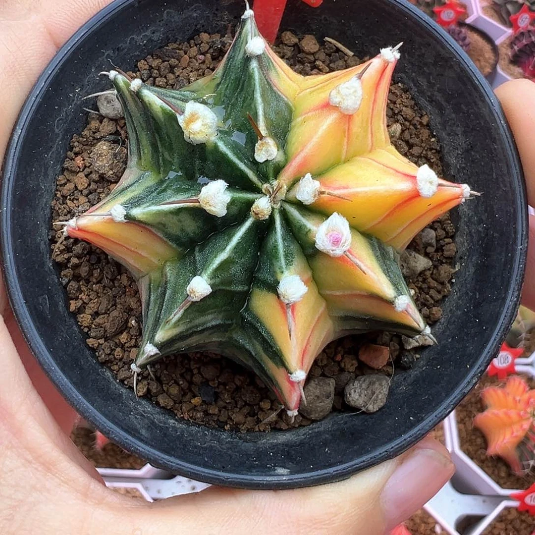 163-肋骨锦带盆土发货5.6厘米