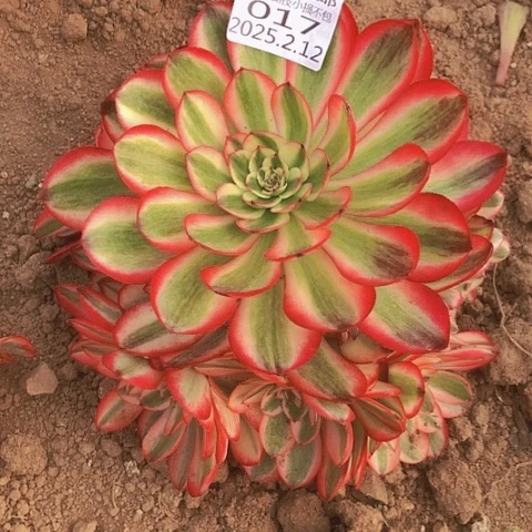 2.12-17倾城多肉植物