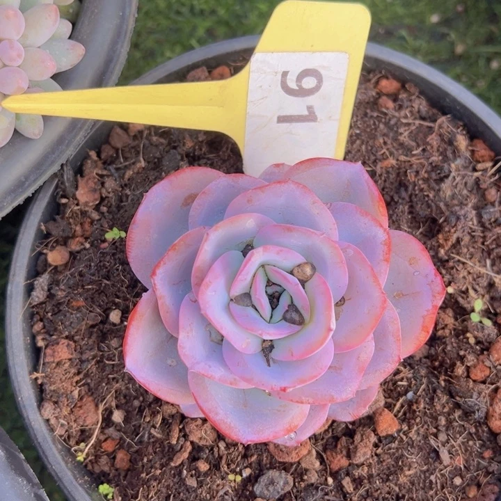 健健康康平平安安