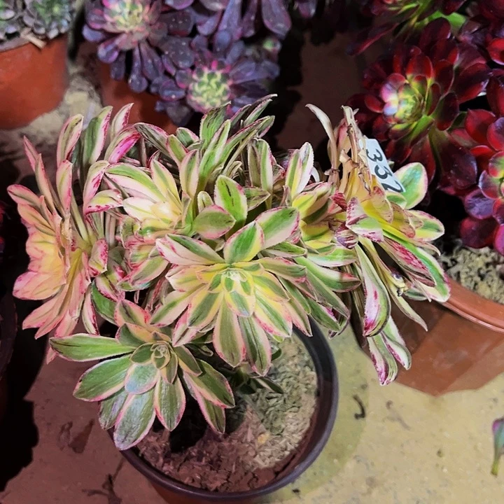 332锦多肉植物处理不售后砍头丛林