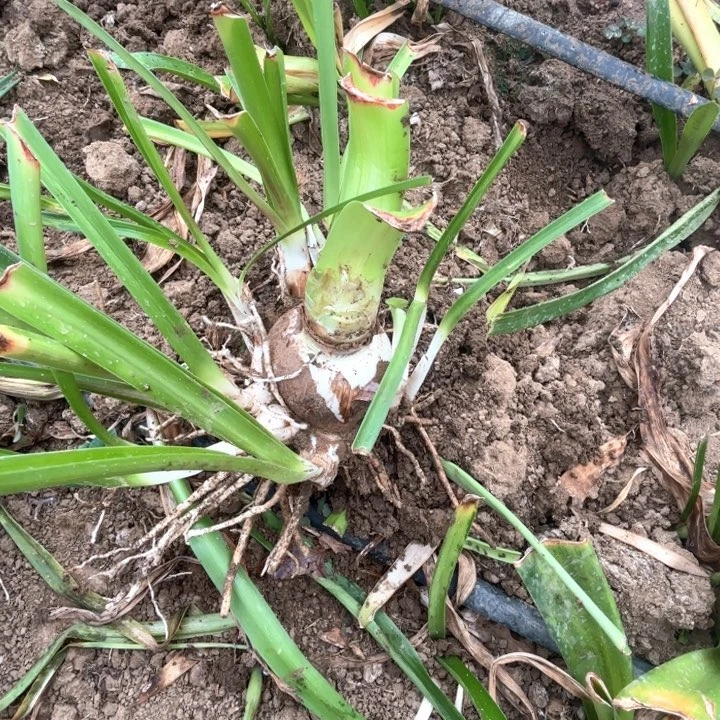 无花朵淡****?两颗双重闪耀包对版
