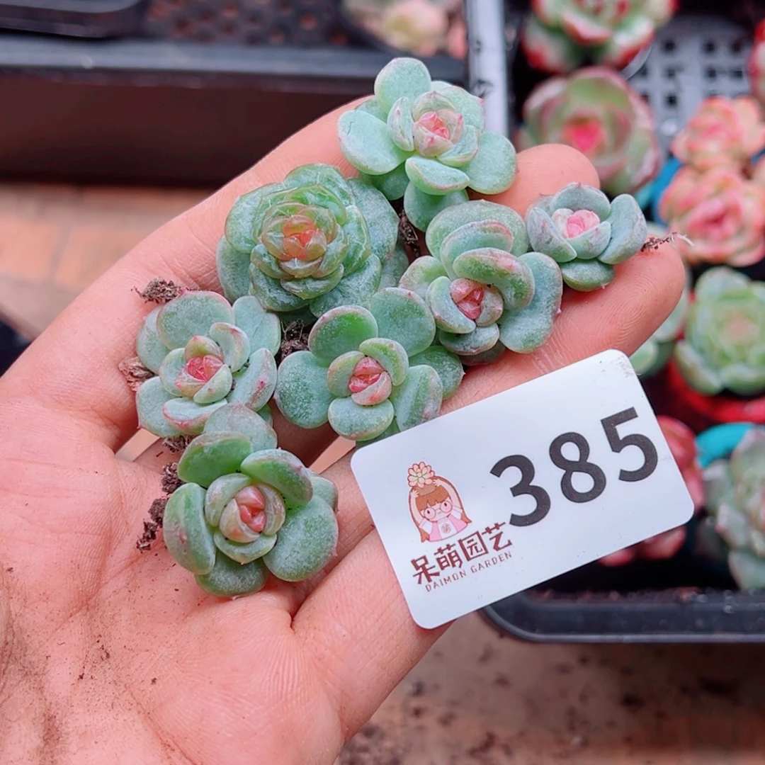 鹿***～多肉植物多肉植物