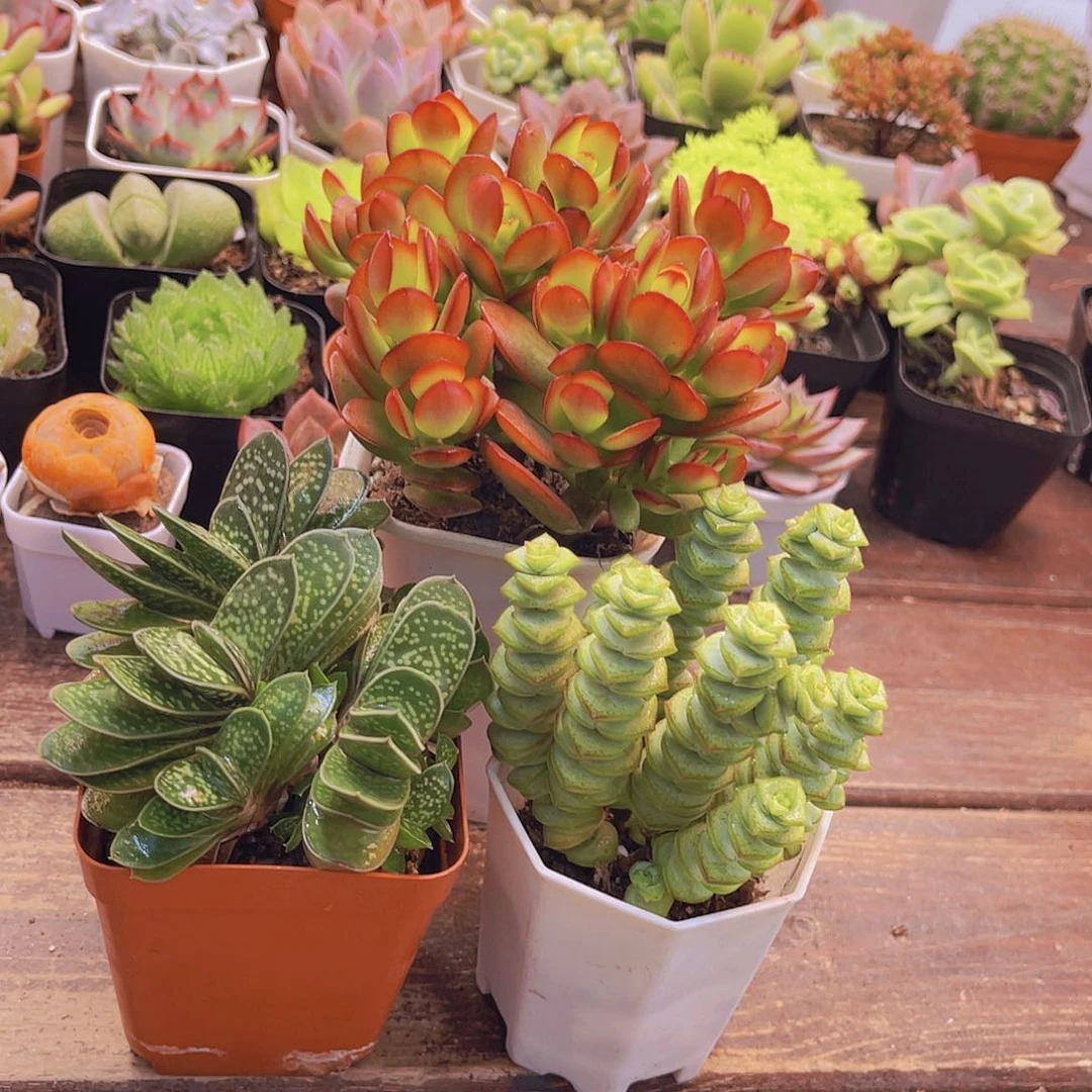 摇钱树新品➕钱串➕子宝