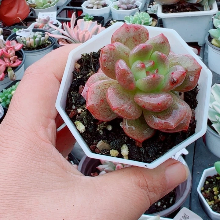 星星石化锦多肉299