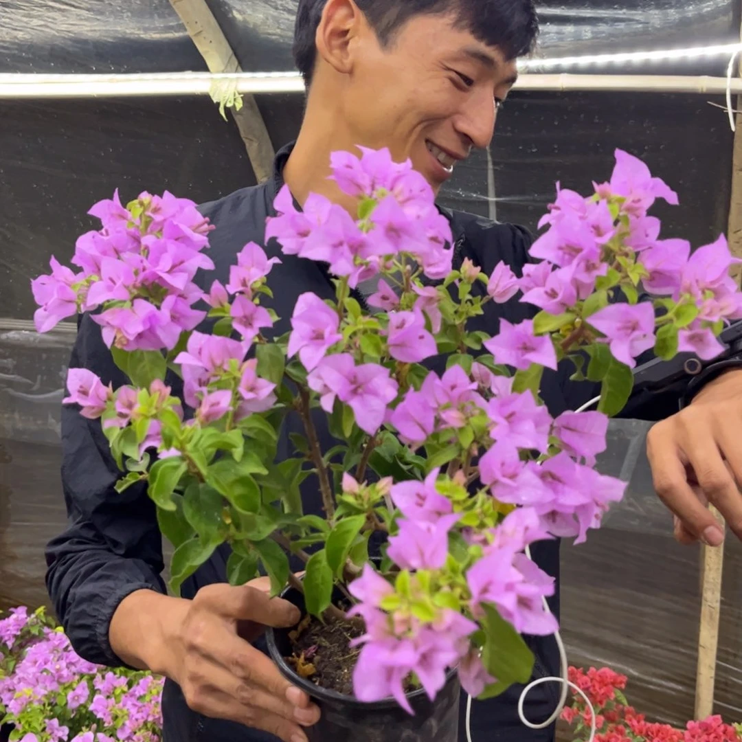 完全开放（艾比）三角梅会落花落叶会光杆苗有大有小