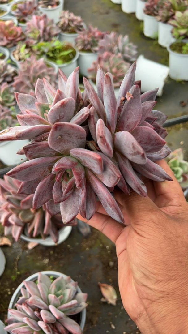 精品莲花座多肉香槟，1个天凉发货