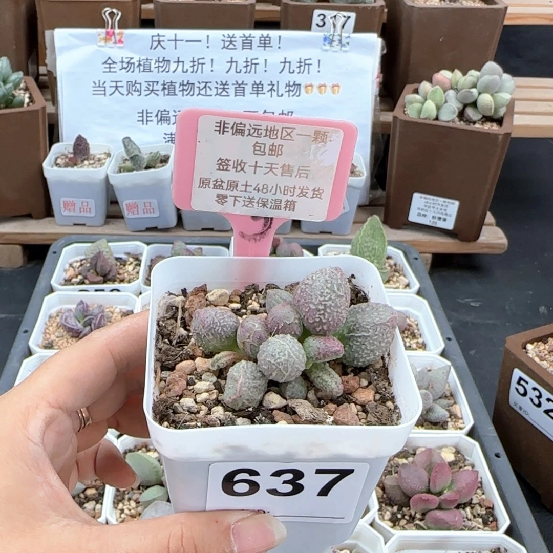 637翡翠哈莫杂多肉植物