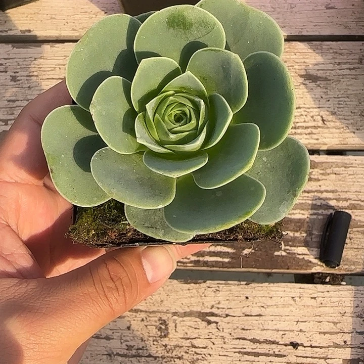 @***月山地玫瑰一物一拍带盆