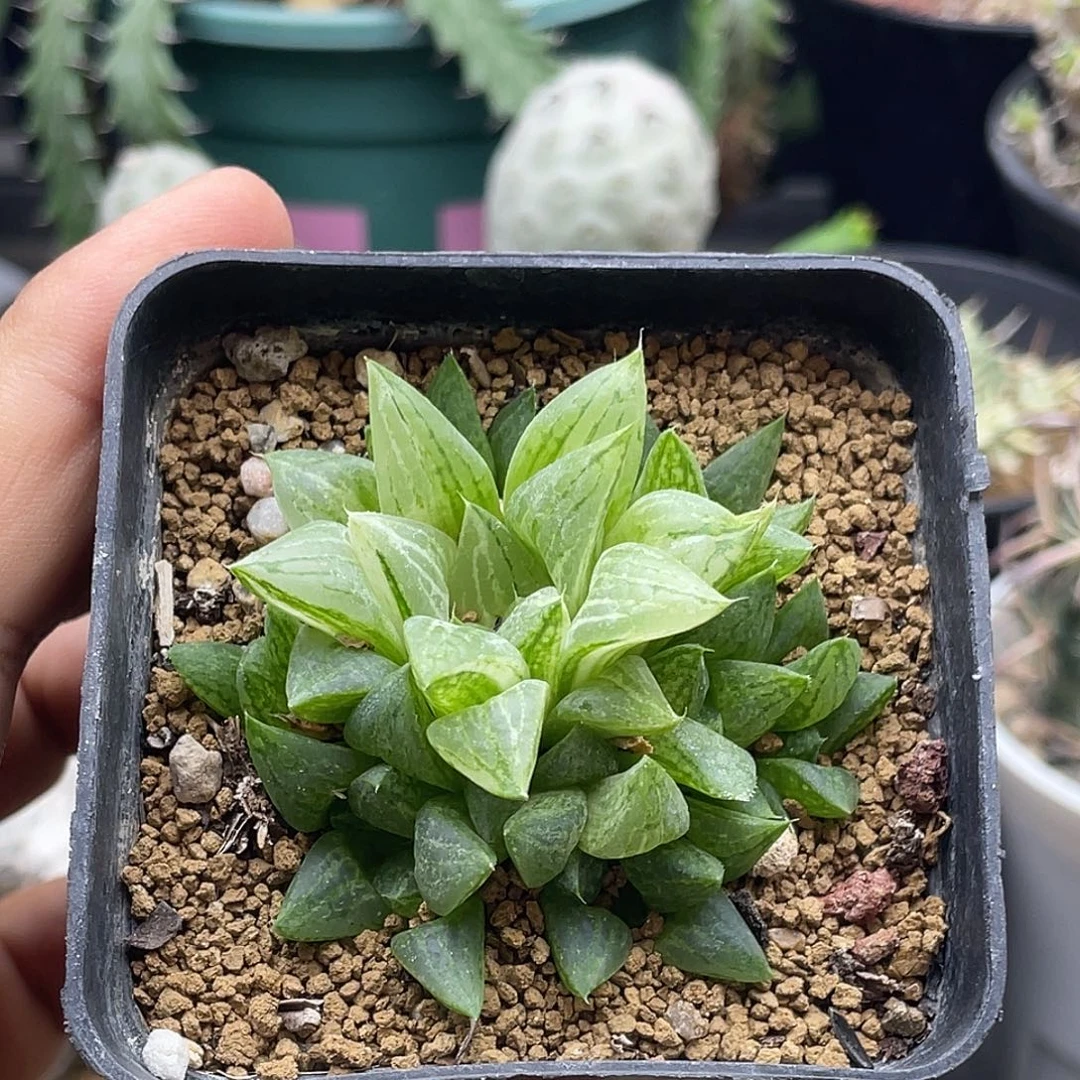 实生冰砂糖锦 植物