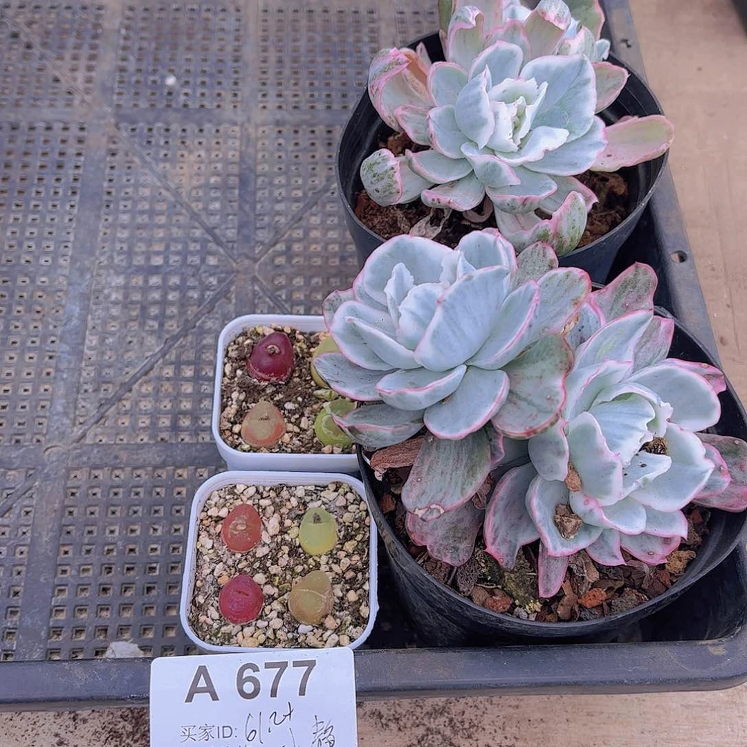 多肉677多肉植物