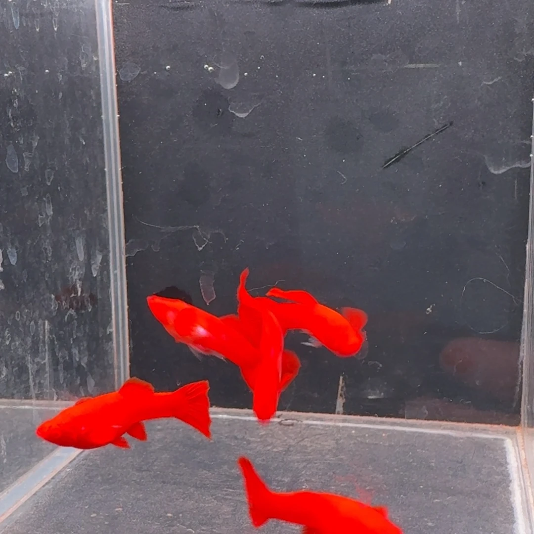 孔雀鱼火麒麟2对赠一公备损