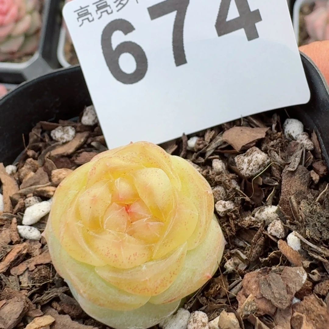 孤品珍妮         精品多肉