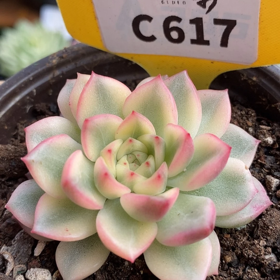 617麦秆杂头盖哈哈哈