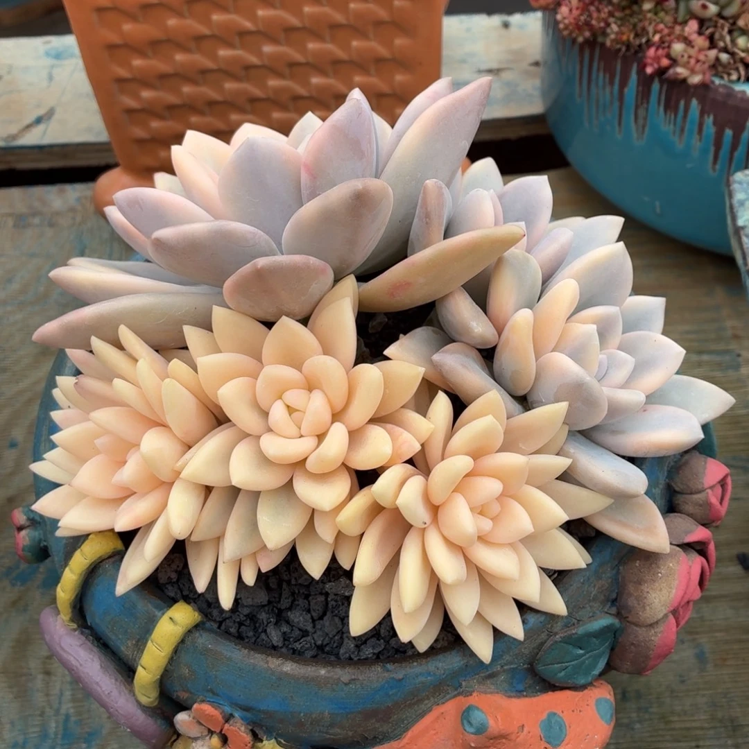 多肉植物 奥普锦-4