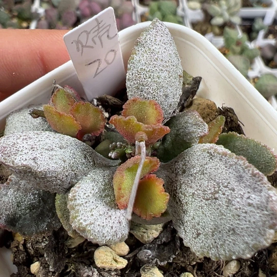 w贝壳多肉植物水泡