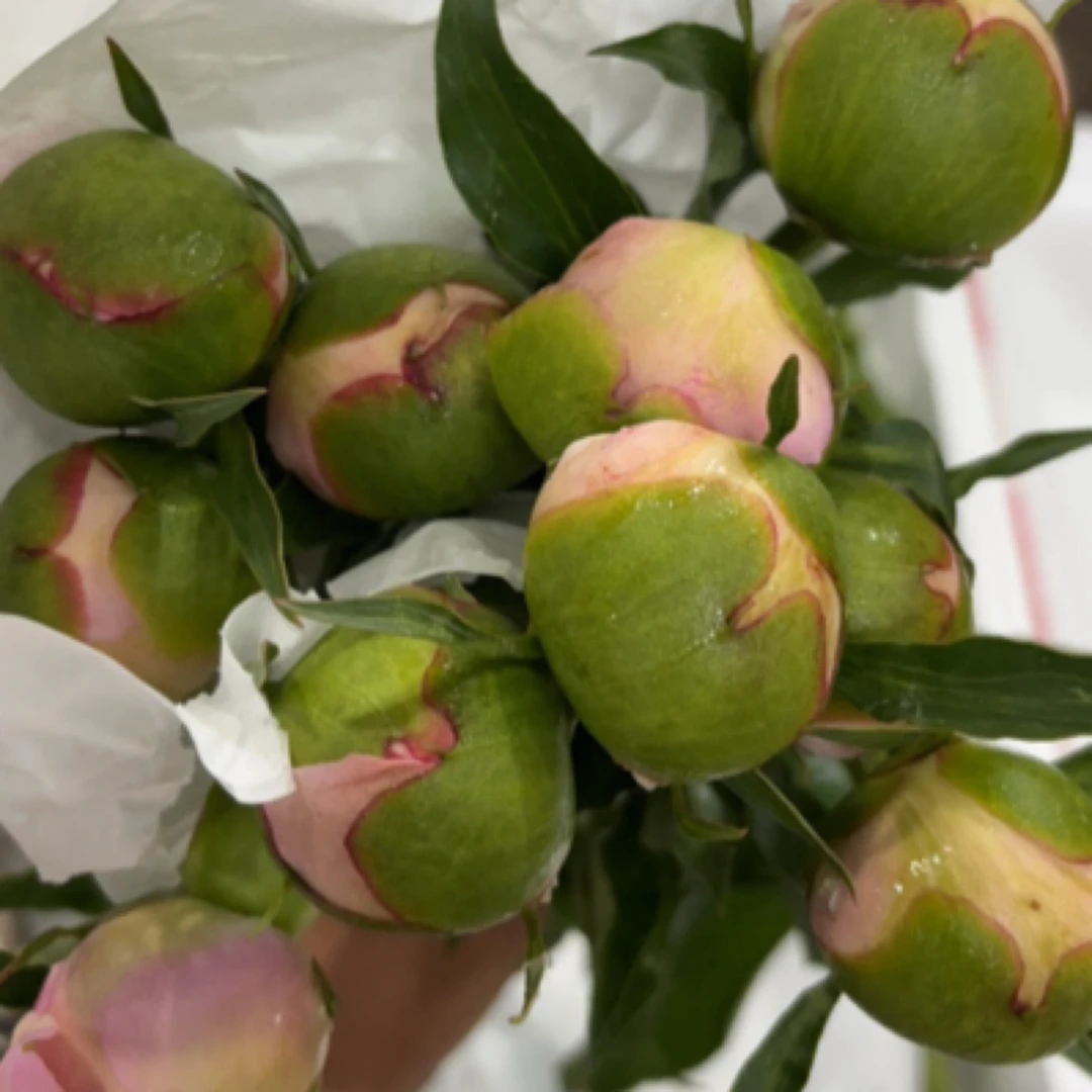 佩尔5支、亨利5支、白沙拉5支、