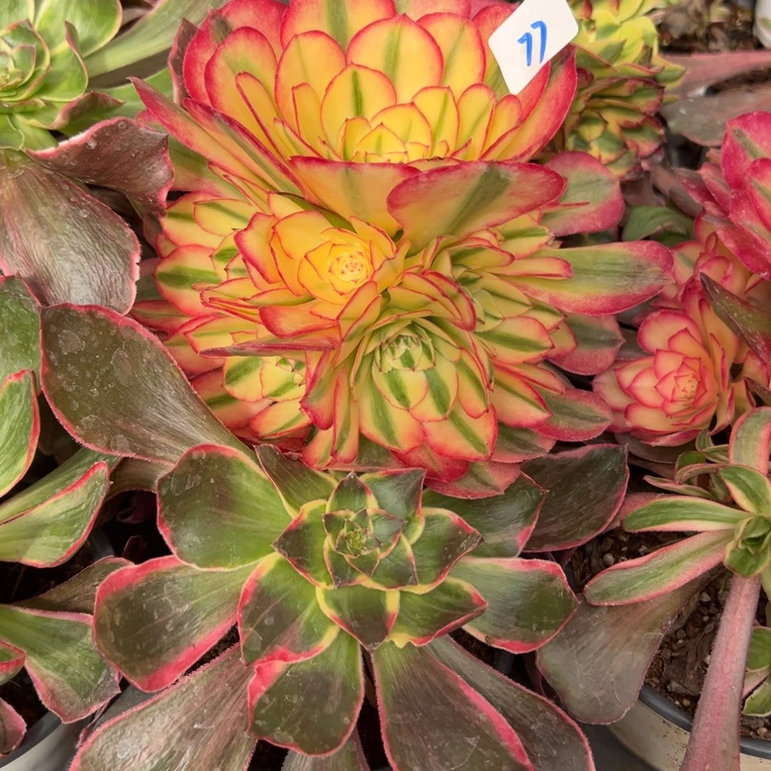 77倾城变异捧花无根多肉