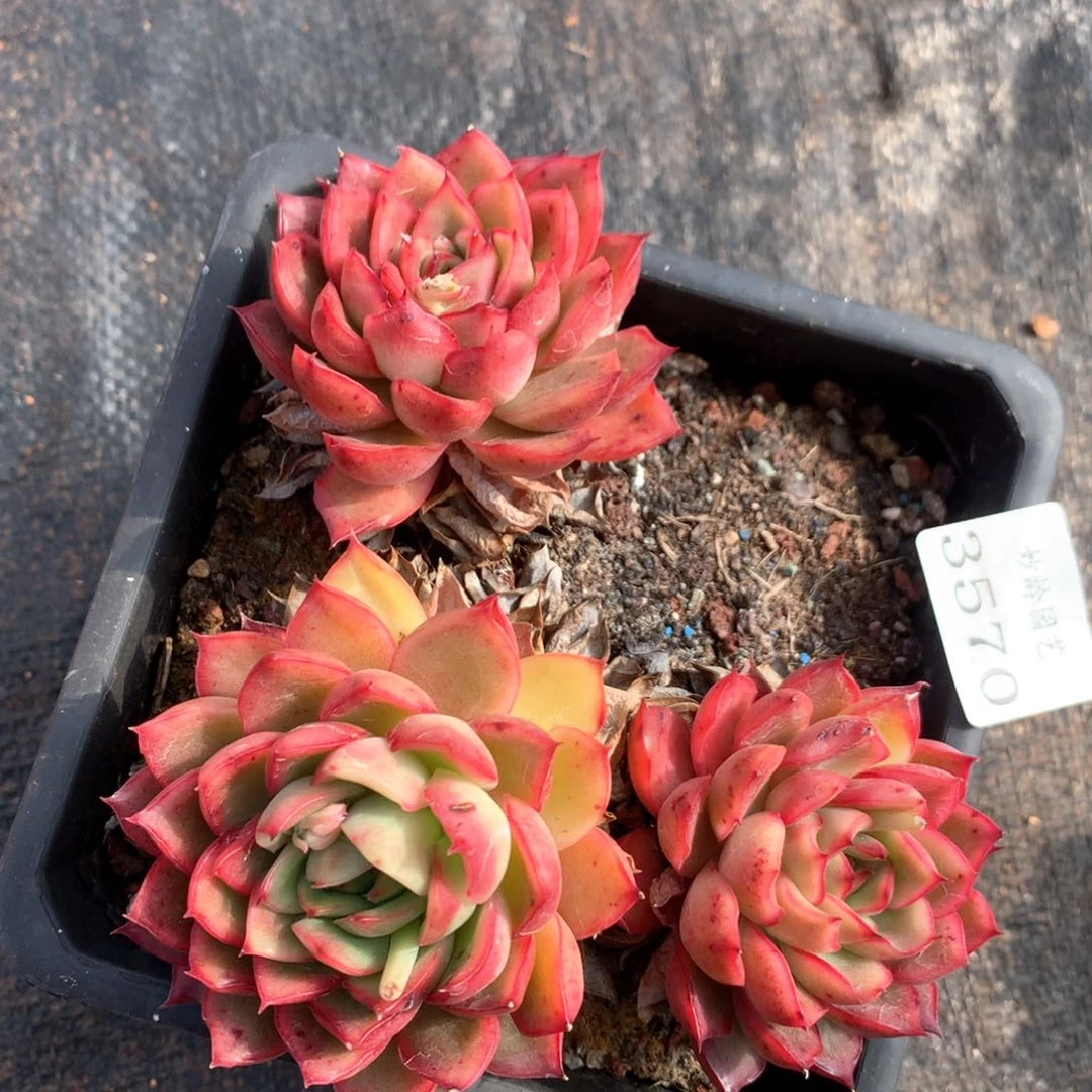 3570瑕疵不售后特价