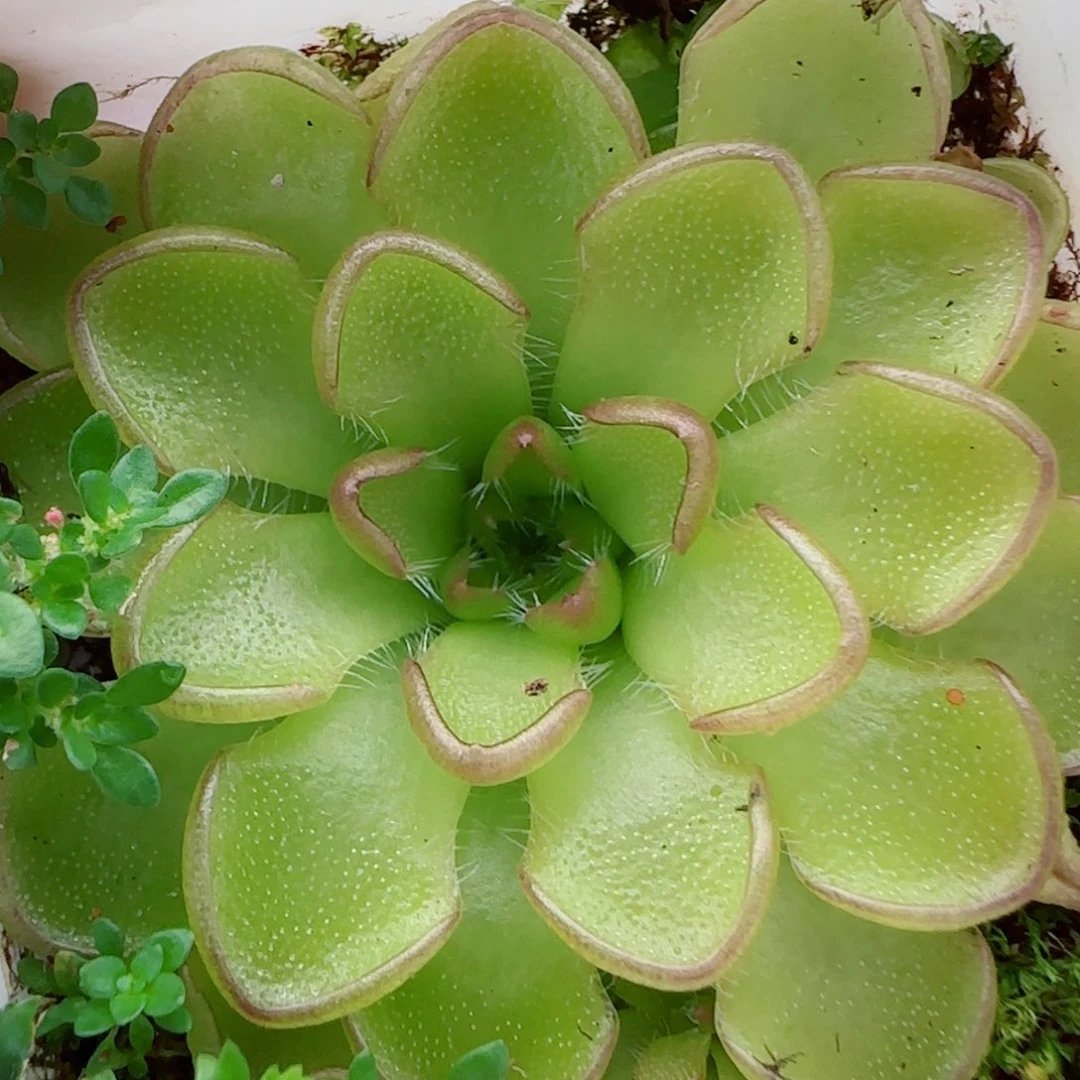 花语逸镜1013-336近藤捕虫堇