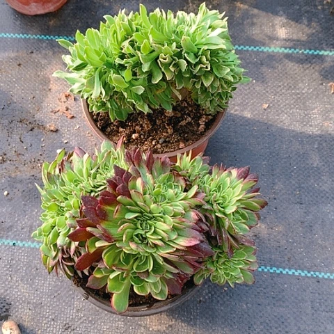 199缀化2棵多肉植物