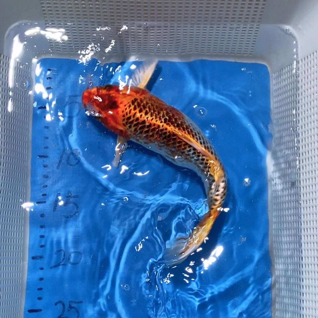 锦鲤锦鲤包邮包售后