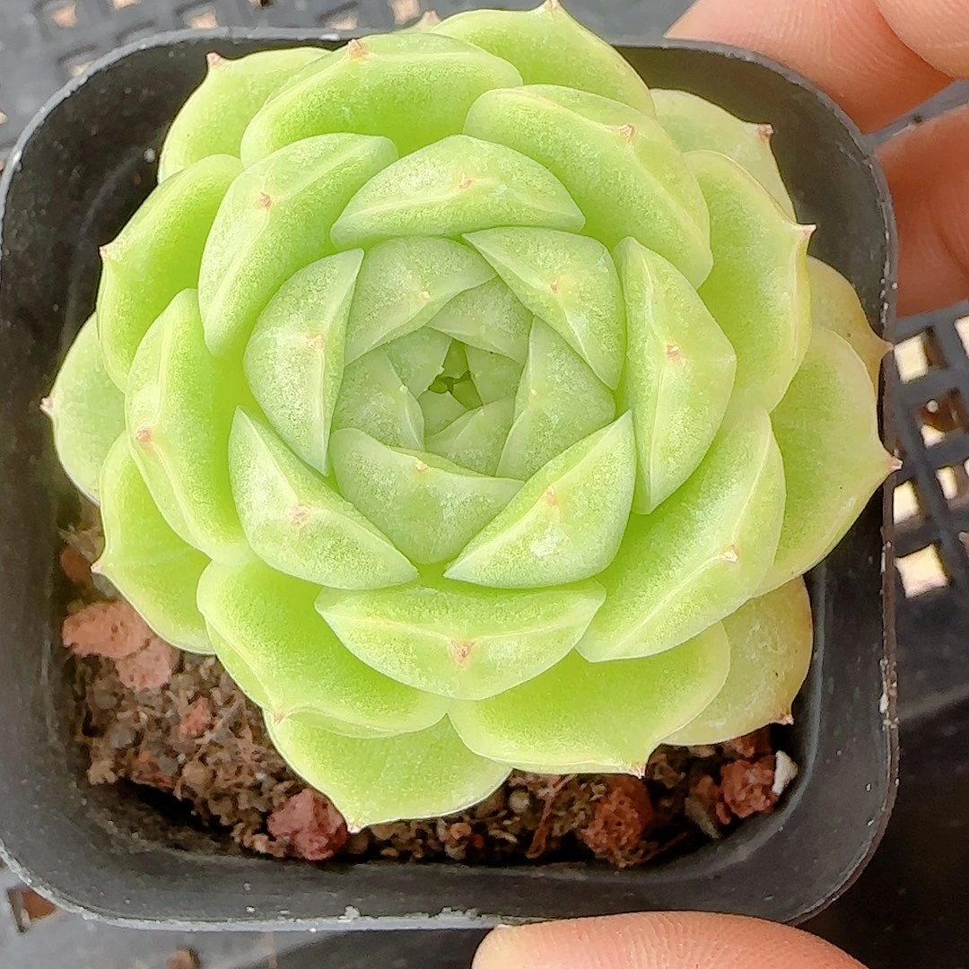 【闪购商品】0018-116包子麦杆