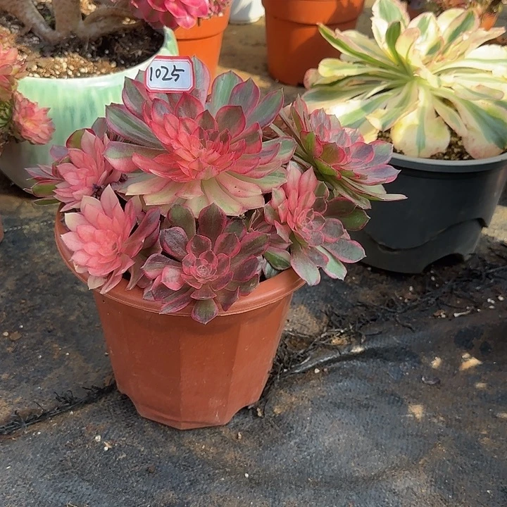 精品多肉植物01025