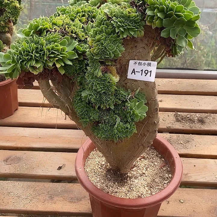 191 绿羊绒缀带虫咬高36 公分