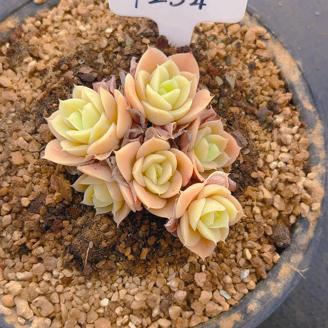 蓝*六头星娜塔1254号一物一拍