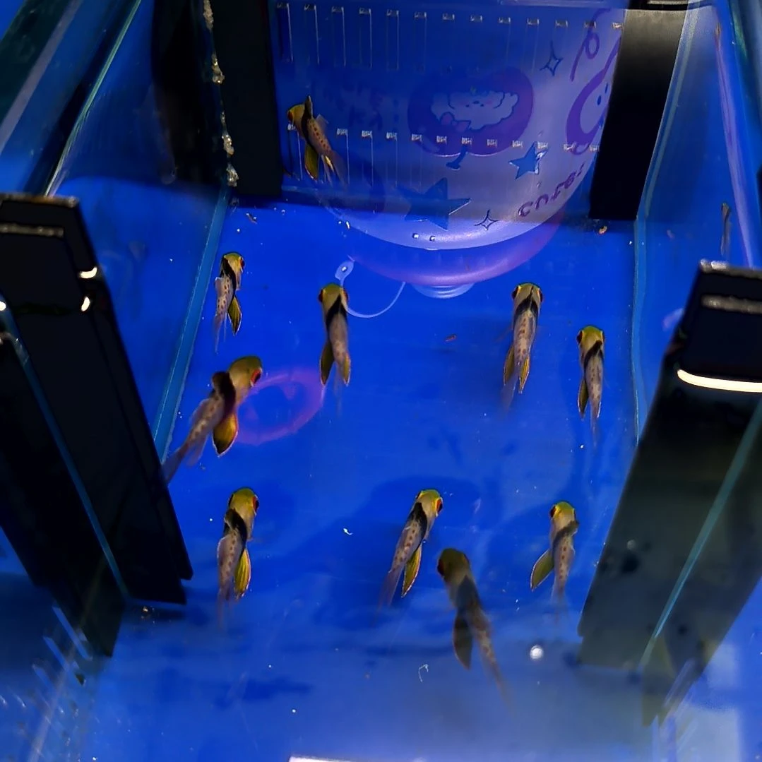 海水鱼红眼玫瑰大号两条/1-4-157