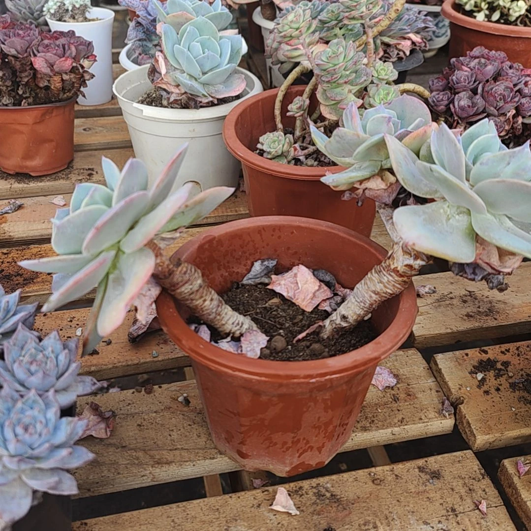 白凤多肉大白狗子