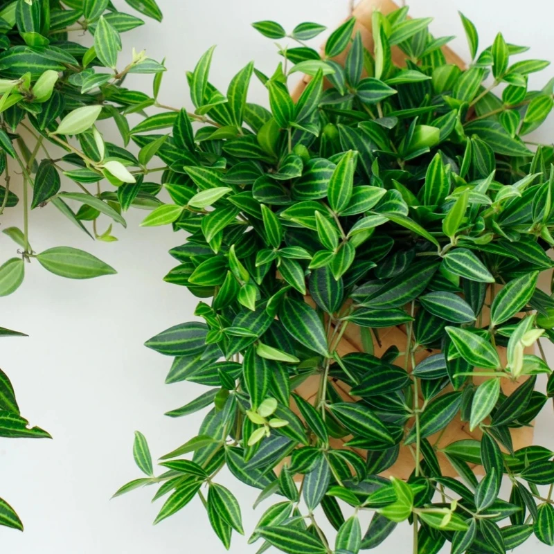 新款翡翠钻石吊兰室内花卉盆栽吊兰盆栽花常青易活吊篮